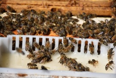 Nourrisseur râtelier