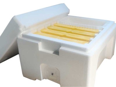 Nuclei de fécondation Kieler